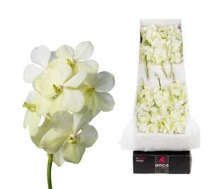 ORCHID. VANDA TAYA WHITE .X25